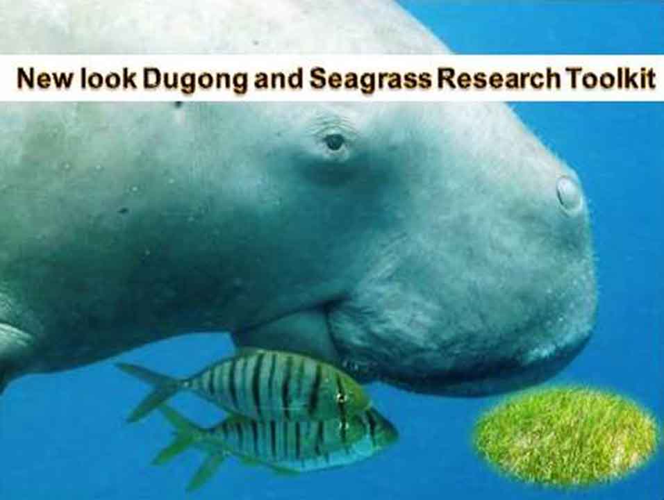 New look Dugong and Seagrass Research Toolkit